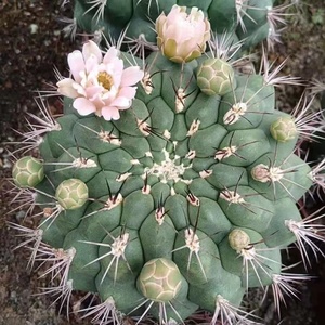 tb315970196淘宝实生新天地仙人球组合套餐开花仙人掌多肉植物防