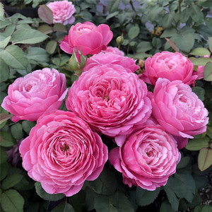 修女伊丽莎白月季