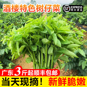 广东西洋菜新鲜包邮