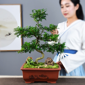 金树苗大爱款黄金香柳绿植盆栽阳台庭院植物盆景清香木本地栽0人付款