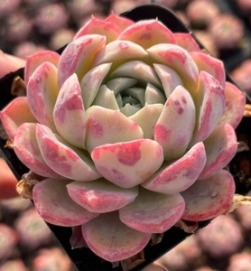 樱花泪多肉植物一物一拍血斑稀有品种云南精品【小李家多肉】