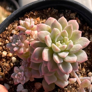 粉蔓锦多肉植物一物一拍多头群生多头粉色系【小李家多肉】