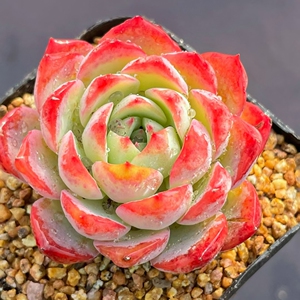 安吉拉多肉植物一物一拍稀有品种老桩云南精品【小李家多肉】