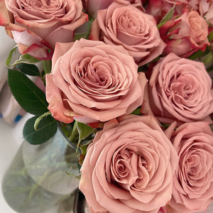 精选a级卡布奇诺玫瑰鲜花稀有颜色爱人生日情人节老师婚礼礼物