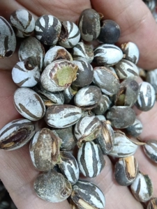 杨拉罐刺蛾子洋辣子罐蛋蜜袋坦克虫羊喇活体美味昆虫蚕蛹250g包邮