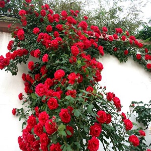 四季开花藤本月季大花浓香蔷薇花苗爬藤攀援植物庭院阳台玫瑰盆栽