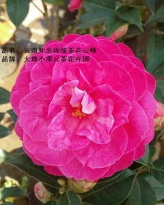 云峰茶花