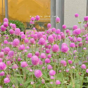 千日粉千日红千日紫盆栽花苗带花苞阳台室外花园耐热耐晒好养花卉