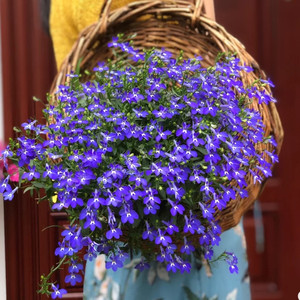 半边莲盆栽六倍利蓝色清新唯美植物阳台庭院花卉花期长好养易爆盆