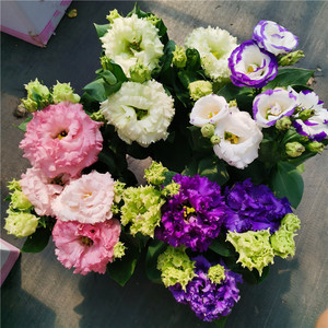 洋桔梗重瓣盆栽花