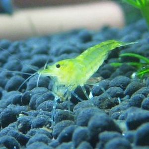 草缸绿晶虾除藻虾宠物虾草缸虾观赏虾活体包邮包损送水草虾粮