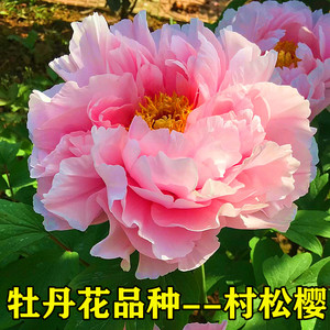 菏泽市诚信牡丹芍药园牡丹花苗【村松樱】秋天发货