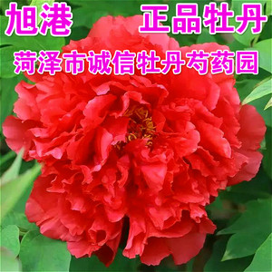 菏泽市诚信牡丹芍药园牡丹花苗【旭港】2018年秋天发货