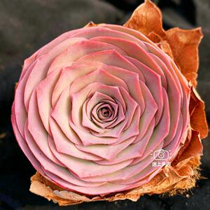 潘多拉 山地玫瑰 小贵货 多肉植物 粉色系玫瑰 状态持久 容易上色