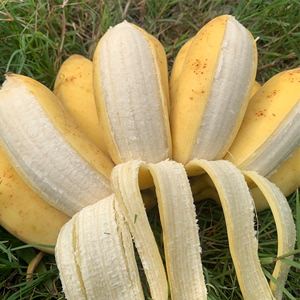 西贡蕉正宗超甜小香蕉芭蕉粉蕉当季水果广西banana整箱10斤自然熟