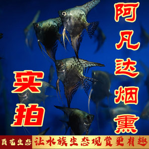 阿凡达烟熏神仙鱼燕鱼熊猫埃及神仙金头墨燕黑仙热带鱼观赏鱼包邮
