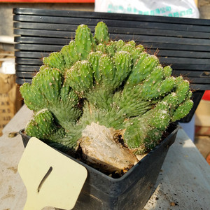 五指山仙人掌大颗玉麒麟山影缀化虎头山多肉植物防辐射一物一图