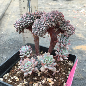 莱恩小精灵缀化多肉植物进口花卉 盆栽绿植多肉大棚直销 一物一图