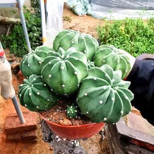 短毛丸实生仙人球小盆栽耐旱小植物草球砧木嫁接开大花实生好养活