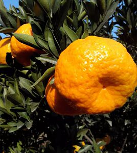 现摘现发新鲜水果宾川椪柑