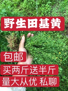 野生田基黄 500克 现采鲜品 包邮 地耳草 黄花草 雀舌草 中草药材