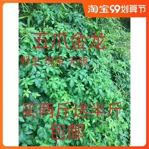 野生五爪金龙 现采鲜品500克包邮 掌叶槭叶牵牛花番仔藤 中草药材