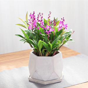 石斛兰室内盆栽绿植办公室小植物客厅茶几上海同城配送次日达