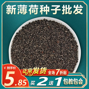 可食用薄荷种子盆栽四季驱蚊易活室内室外种子孑植物花卉花籽香草