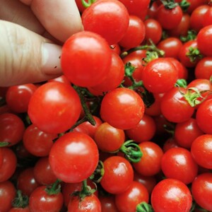 新鲜小毛辣果贵州特产野生小西红柿 3斤 5斤顺丰包邮 坏了包赔