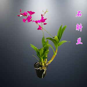 石斛兰盆栽兰花年宵喜庆植物室内好养蝴蝶兰花卉香水泼墨四季开花