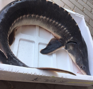 黑龙江抚远特产水中大鱼鳇鱼七粒浮子鱼新鲜发货未冻8斤