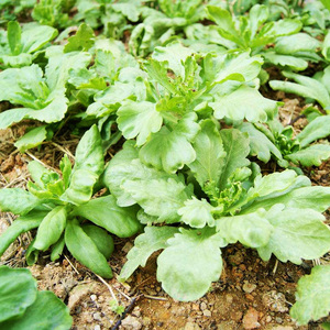 小叶茼蒿种籽阳台庭院农家田园春秋季种植大叶皇帝菜有机蔬菜种子