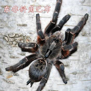 东非斜角巴布食鸟蛛橙巴布白间红尾黑白脚宠物活物幼苗亚成体包邮