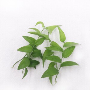 新鲜幸运星   阔叶舞竹   腾树苗酒店冷菜摆盘装饰花草40片/盒