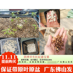 嘉宝果种子