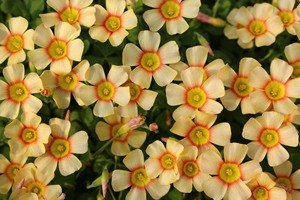 【sunbird酢浆草】sunbird酢浆草品牌,价格 - 阿里巴巴