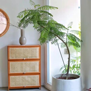 蓝花楹北京同城植物花卉盆栽造景景观