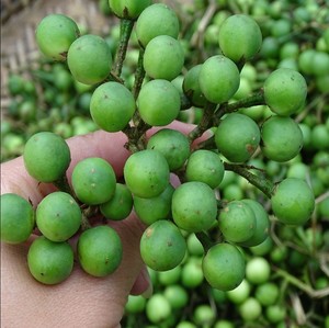 云南特色野生蔬菜新鲜小苦子果撒苤苦苦凉果苦茄油煎苦子果500克