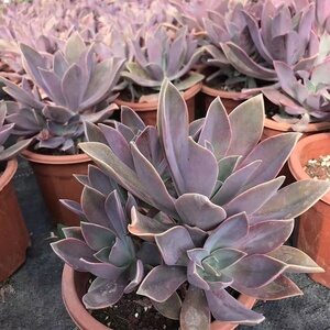 精品萌肉太妃糖多肉植物稀有品种老桩多头好看阳台庭院花卉绿植