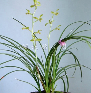 兰花 蕙兰铭品老种(老上海梅)260/苗