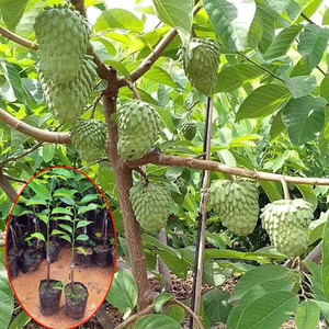 台湾牛奶释迦佛头果