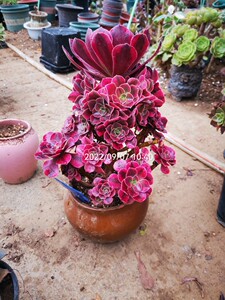 90叫我小帅就好8淘宝黑金刚法师 墨娅法师 水墨画变异法师锦 法师