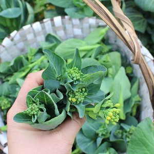 上海崇明新鲜蔬菜 菜尖 菜芯菜苔