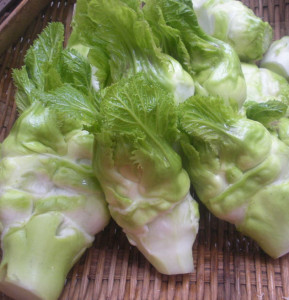 新鲜儿菜抱儿菜母子娃娃菜抱子荠菜泡菜腌制芥菜现砍现发6斤