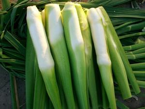 上海崇明特产  崇明野生茭白头蔬菜新鲜茭白500克