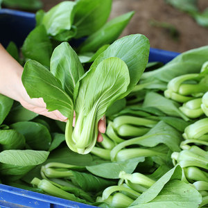 崇明特产农家自种新鲜青菜 本地 蔬菜 露天青菜 微微甜3斤