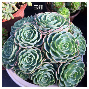 多肉植物组合盆栽玉蝶老桩