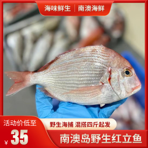 南澳海鲜潮汕野生深海海鱼铜盆鱼红立鱼新鲜红鲷鱼真鲷鱼红加吉鱼