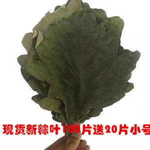 干粽叶精选粽叶野生大槲叶新鲜晾干包粽子胡叶玻璃桲椤叶菠萝叶饼