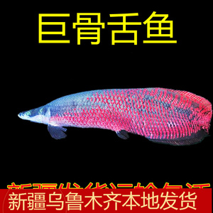 大型凶猛鱼巨骨舌鱼热带观赏鱼水族箱上层活体红尾海象淡水肉食鱼